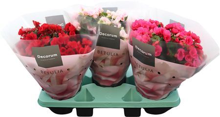 Beg Betulia Gemengd Luxe