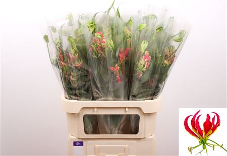 Gloriosa S Fift Shad