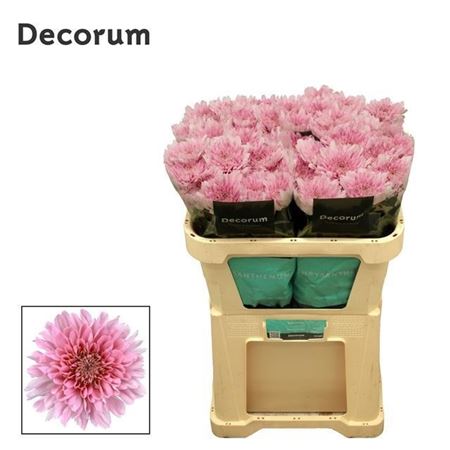 Chrysanth Single Kalimba 70cm 85gr.