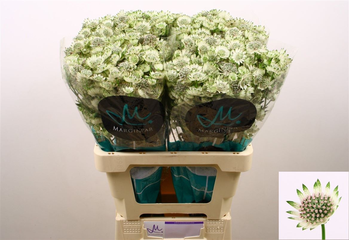 Astrantia Billion Stars Xl 60cm