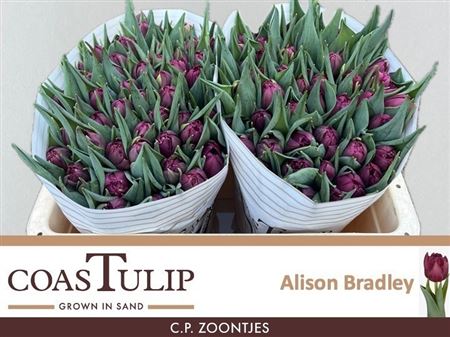 Tu Du Alison Bradley