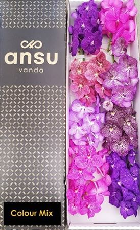 Vanda Assorted 8bl