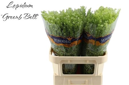 Lepidium Green Bell