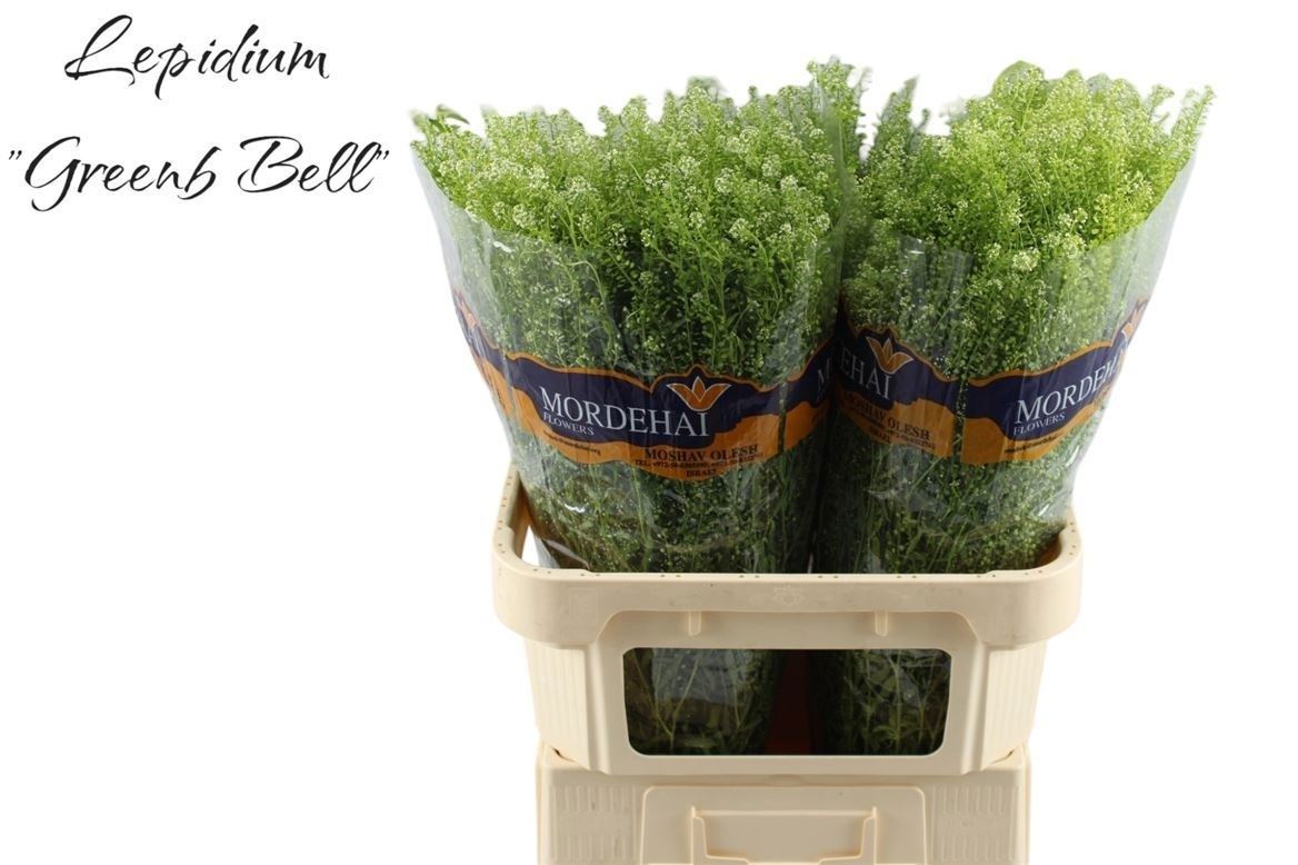 Lepidium Ruderale Green Bell 80cm 25gr.