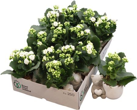 Arr Kalanchoe Keramiek Harts