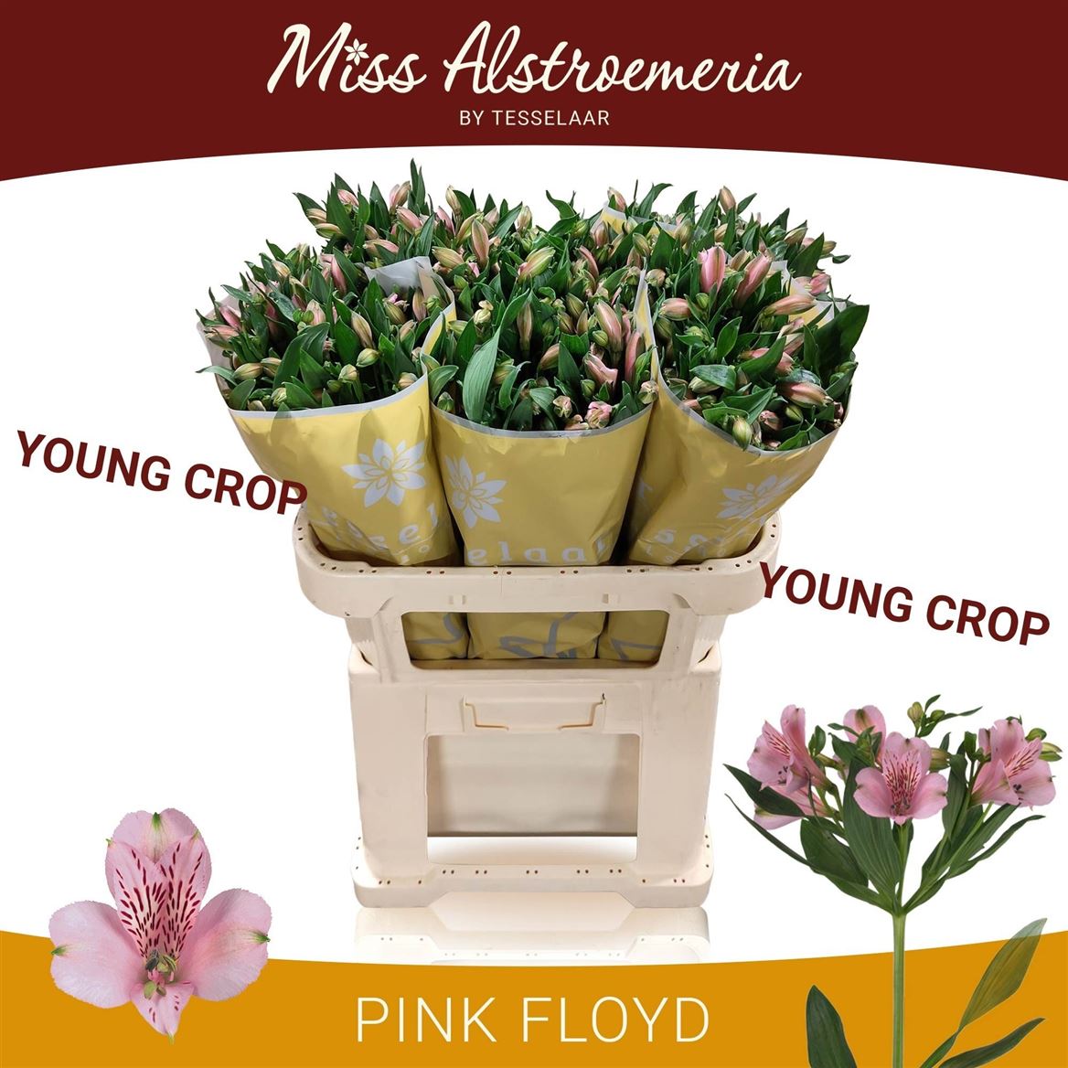 Alstroemeria Pink Floyd 75cm 70gr.