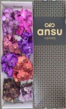 Vanda Assorted 8bl