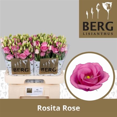 Eustoma Double Rosita Rose Pink 70cm
