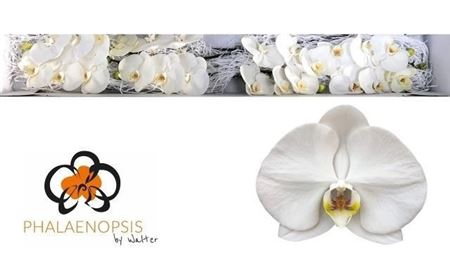 Phalaenopsis Sensation White