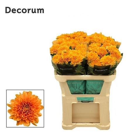 Chrysanth Single Kalimba Orange 70cm 100gr.