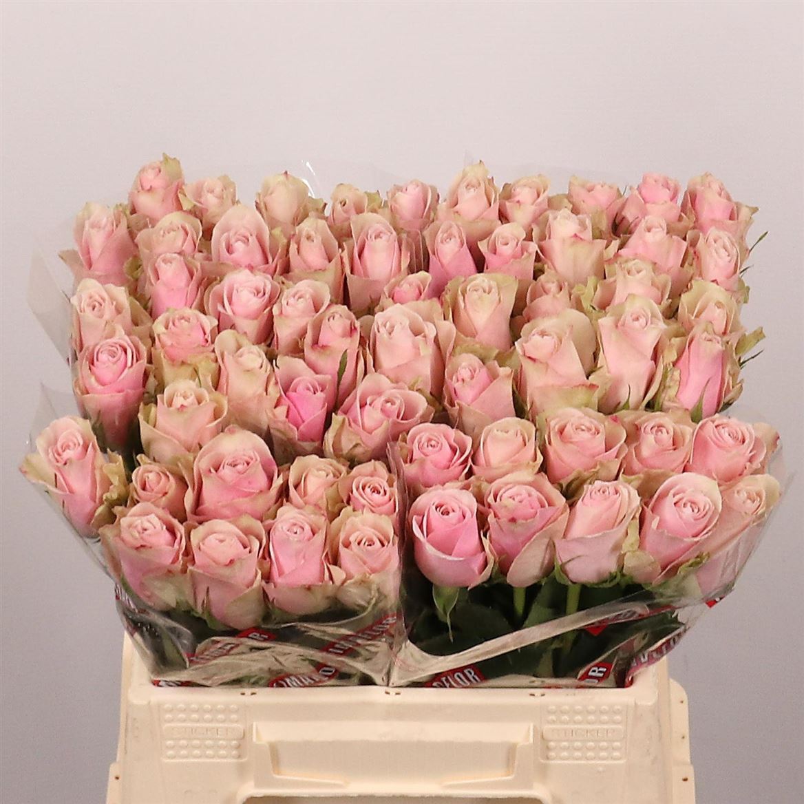 Rosa Pink Athena 40cm