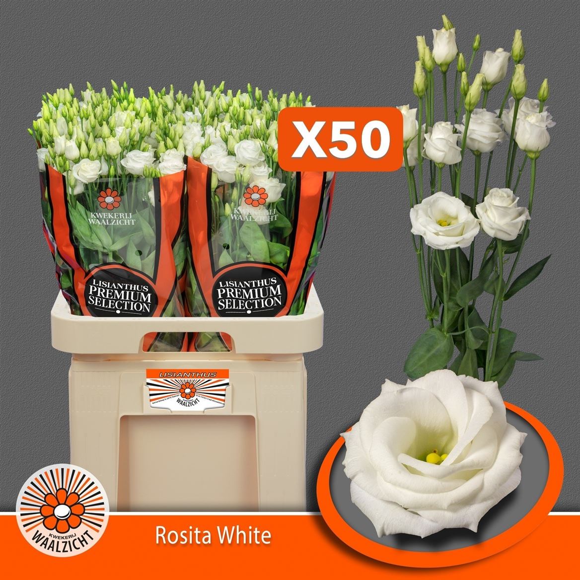 Lisianthus Double Rosita White 70cm