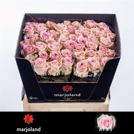 Rosa Sweet Dolomiti@ 60cm