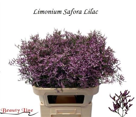 Lim Saf Lilac