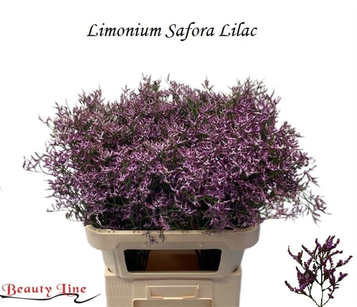 Limonium Safora Lilac 80cm 40gr.