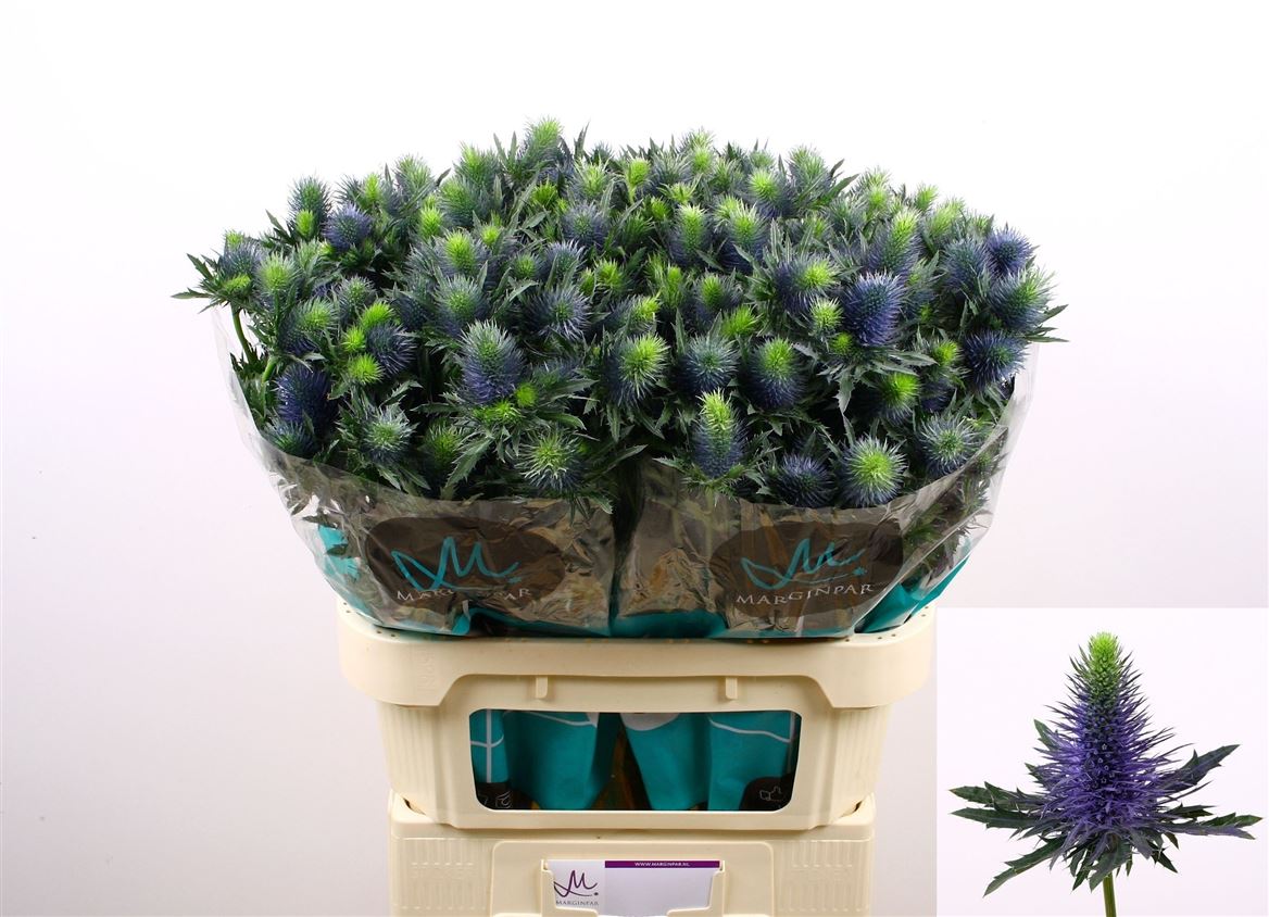 Eryngium Supernova 80cm