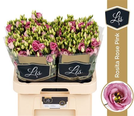 Eustoma Double Rosita Rose Pink 70cm