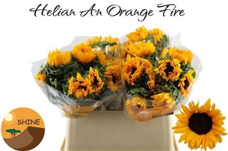 Helianthus Orange Fire