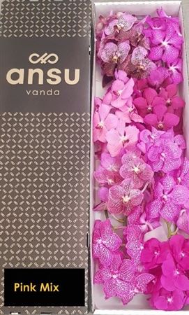 Vanda Assorted 8bl