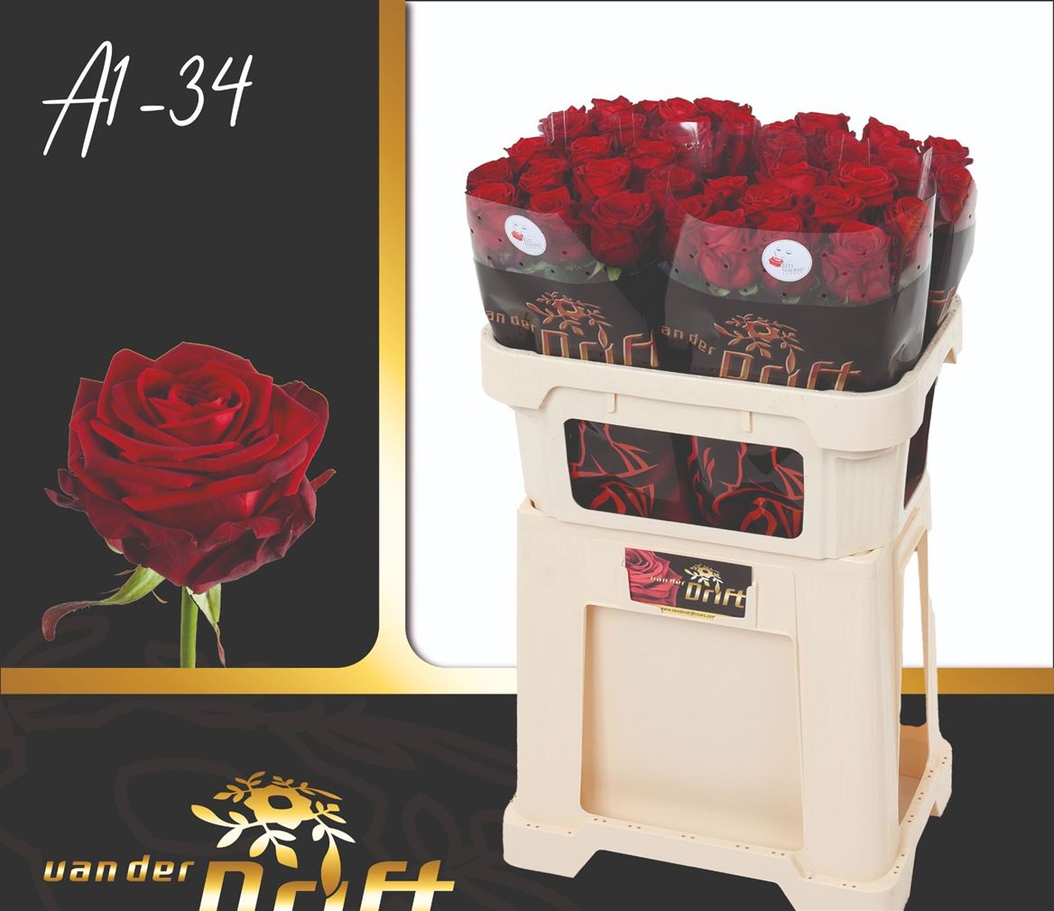 Rosa Red Naomi! 70cm