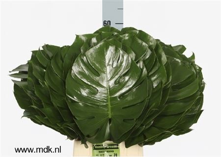 Monstera Blad