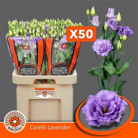 Eus G Corelli Lavend