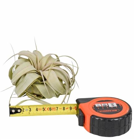 Tillandsia Xerographica X15
