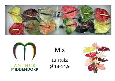 Anthurium Mixed 13Ø