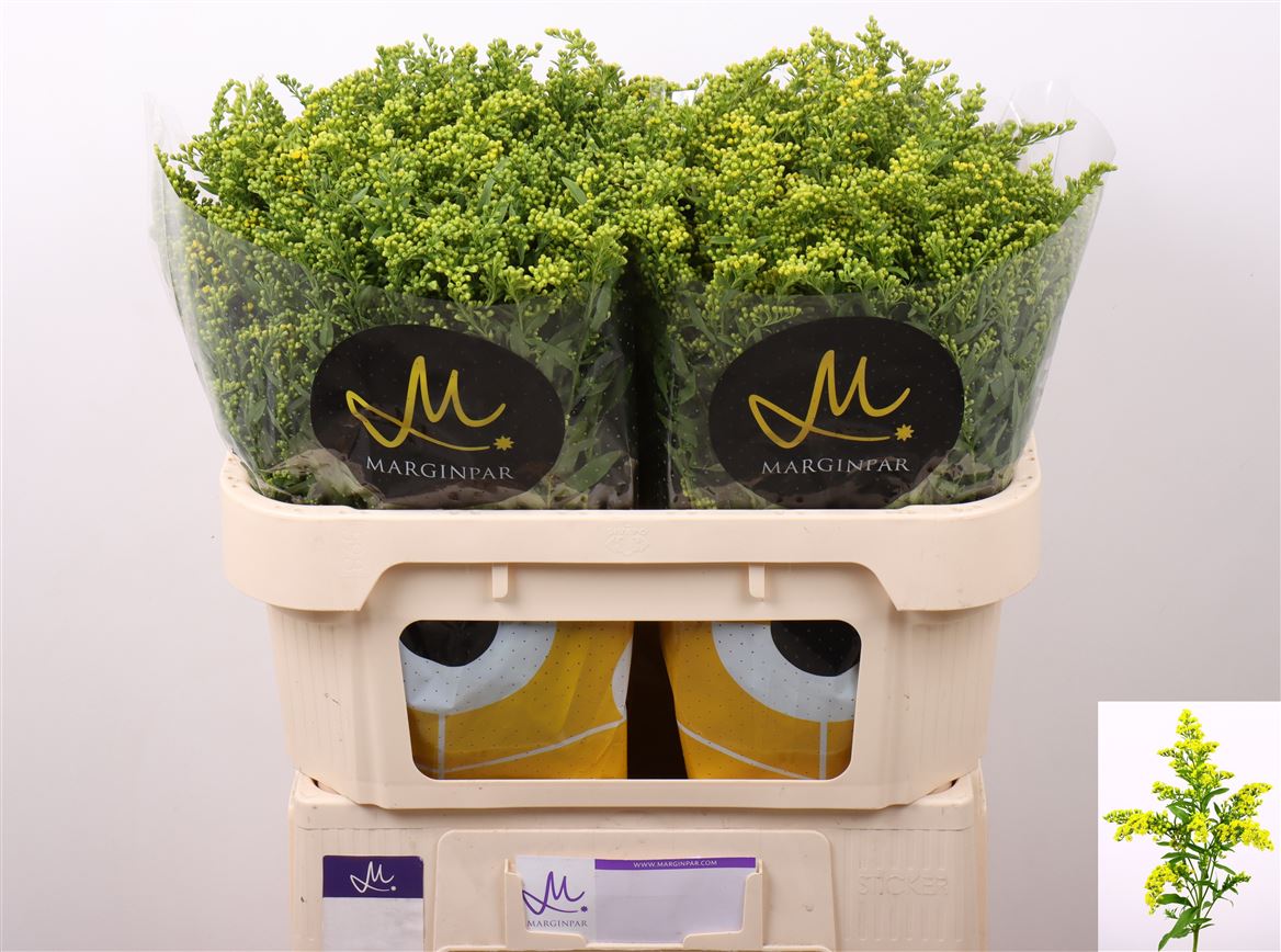 Solidago Carzan Glory 70cm 40gr.