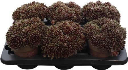 Sempervivum Tectorum Commander Hay