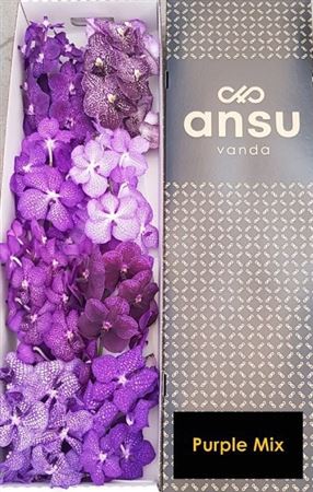 Vanda Assorted 8bl