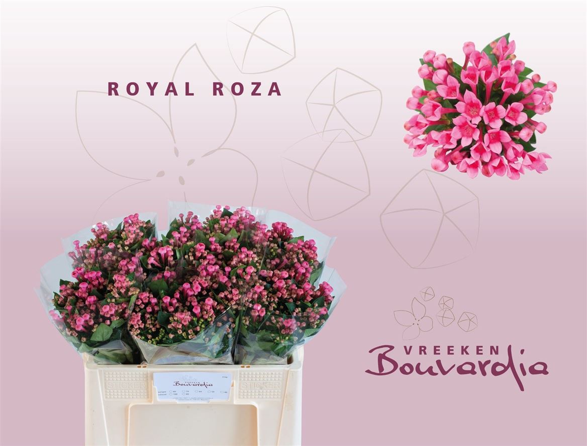 Bouvardia Single Royal Roza 50cm