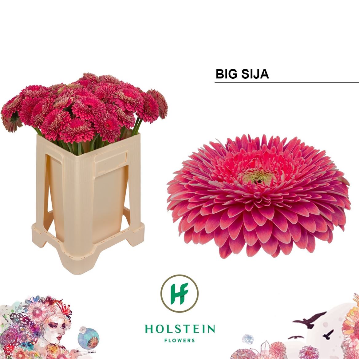 Gerbera Gb Gerp Big Sija