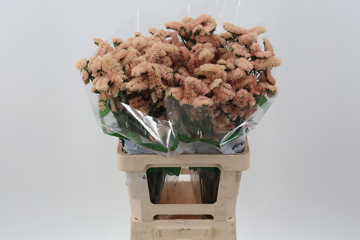 Limonium Sinuatum Sinuet Honey Apricot 70cm 30gr.