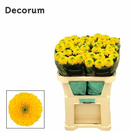 Chrysanth Single Brasiliana 70cm 70gr.