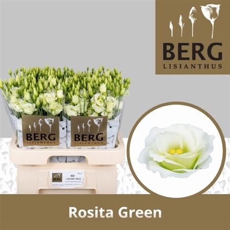 Eustoma Double Rosita Green 70cm