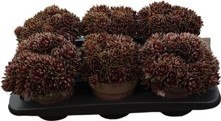 Semp Tectorum Commander Hay