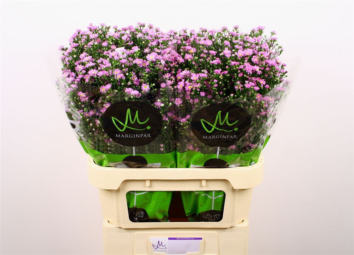 Aster Teeny Tiny Pink 80cm 30gram
