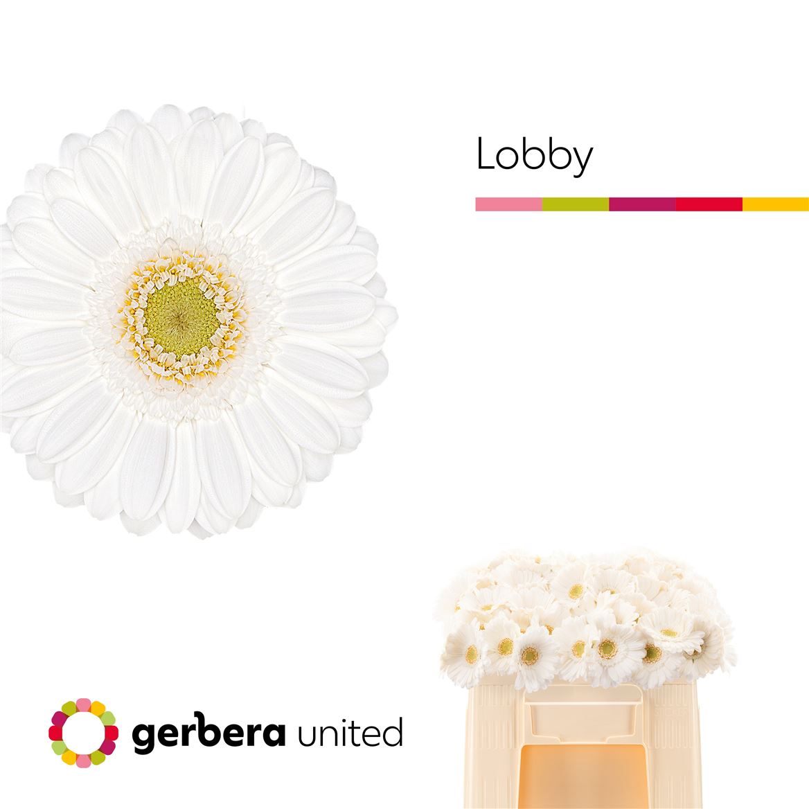 Gerbera Mini Lobby