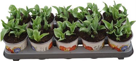 Tulp Du Flaming Baby