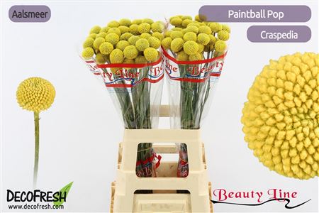 Cras Paintball Pop