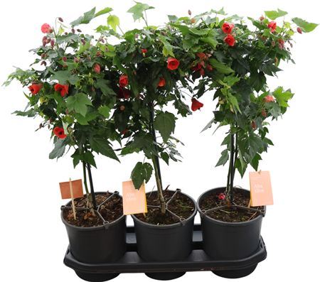 Abutilon Red Trumpet Stam