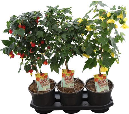 Abutilon Gemengd Stam