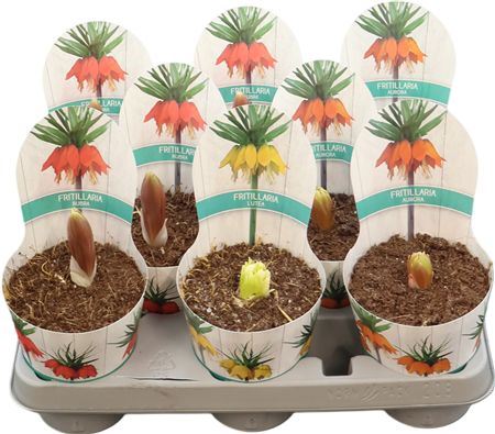 Bolbloemen Gemengd Potcover