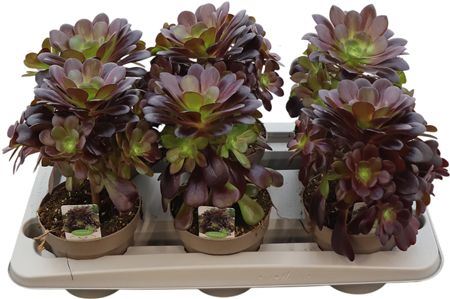 Aeonium Arboreum