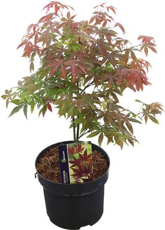 Acer Pa Atropurpureu