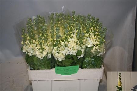 Matth Mathild Yellow