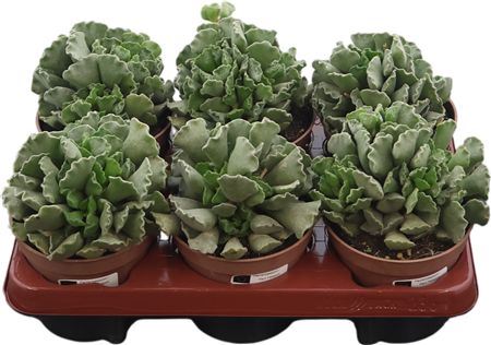 Adromischus Cristatus