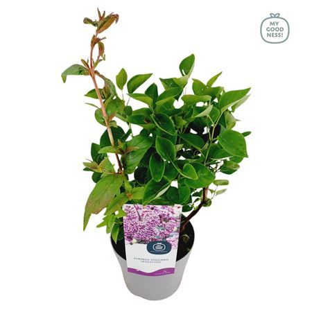 Syringa Meyeri Flowerfesta Pink