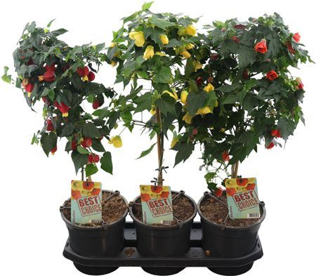 Abutilon Gemengd Stam